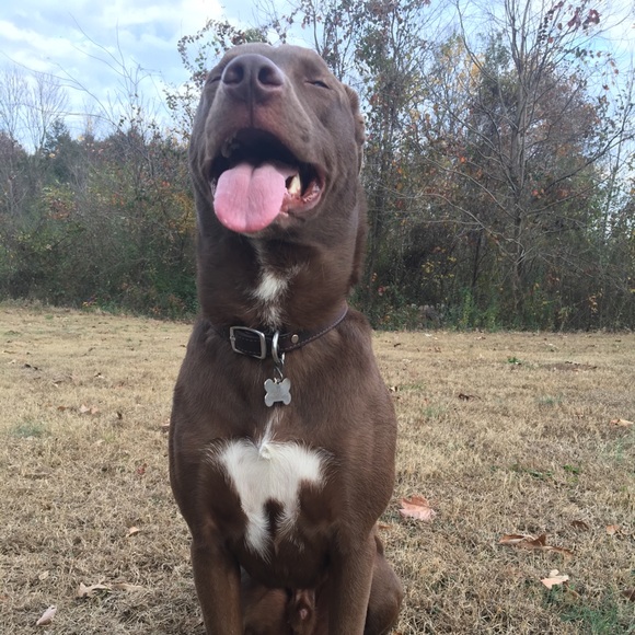 Meet your Posher, Serena - Picture 1 of 1